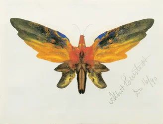 Borboleta, 1890