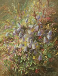 Harebells e outras flores da floresta e gramíneas