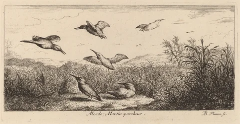 Alcedo, O Martim-pescador