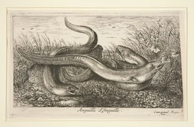 Anguila. L