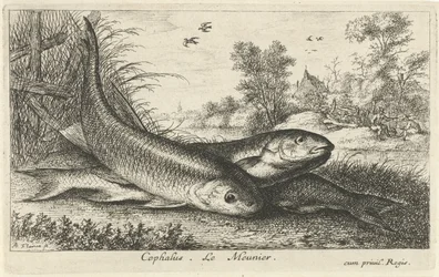 Três gorduchos na margem de um rio
Cephalus. Le Meunier. (título sobre o objecto)
Peixes e outros animais marinhos - primeira série de água doce (título da série)
Diverses Especes de Poissons d