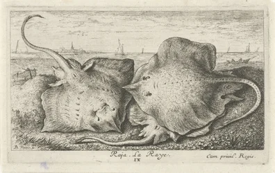 Três raios na praia
Raja. La Raye. (título sobre o objecto)
Peixes e outros animais marinhos - água salgada segunda série (título da série)
Poissons de mer (título da série)