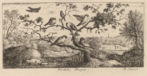 Ficedula, o Bullfinch