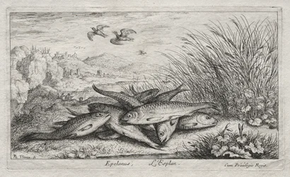 Peixes de Água Doce, Parte II: Epelanus, L