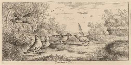 Garrulus, O Jay
