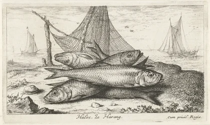 Arenque numa rede de pesca
Halec, Le Harang. (título sobre o objecto)
Peixes e outros animais marinhos - água salgada segunda série (título da série)
Poissons de mer (título da série)