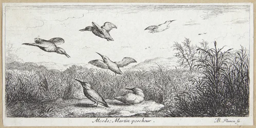 O Rei Pescador (Alcedo)