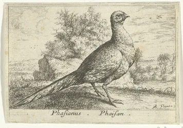 Landschap conheceu fazant Faisão Faisão. (título no objeto) Treze pássaros (título da série) Diferentes Espécies de Aves (título da série)