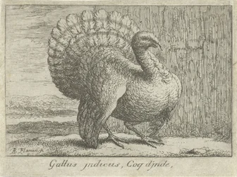 Landschap com Kalkoen Gallus indicus, Coq d
