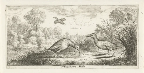 Paisagem com dois trilhos em um banco Ortigómetra. regra. (título no objeto) Livro de pássaros (título da série) Livre d