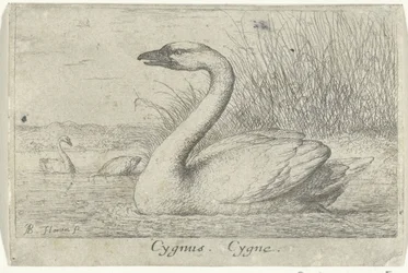 Paisagem com cisne
Cygnus. Cygnus. (título sobre o objecto)
Treze espécies de aves (título da série)
Diuersae Auium Specie (título da série)