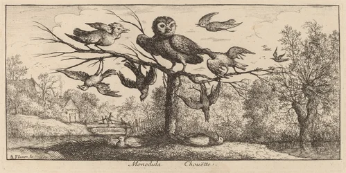 Monedula, a coruja