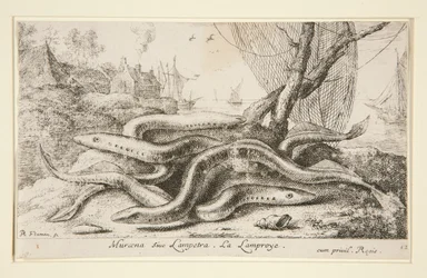 Muraena ou Lampetra. La Lamproye