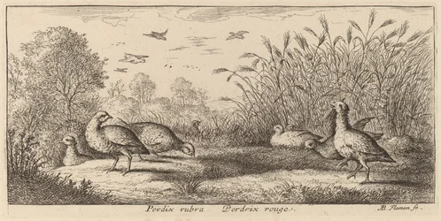 Pedrix rubra, a perdiz de patas vermelhas