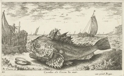 Poo na praia Cuculus. Le Coccu de mer (título no objeto) Peixes e outras criaturas marinhas - primeira série de água salgada (título da série) Diverse Especes de Poissons de mer (título da série)