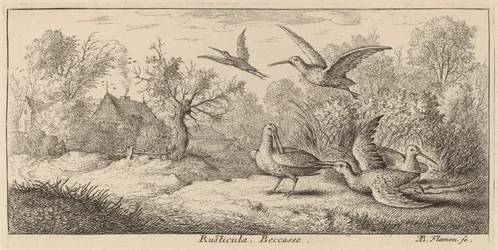 Rusticula, A Galinhola