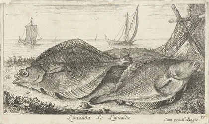 Dois dabs na praia
Limanda. La Limande. (título sobre o objecto)
Peixes e outros animais marinhos - terceira série de água salgada (título da série)
Poissons de mer (título da série)