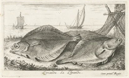 Dois dabs na praia
Limanda. La Limande. (título sobre o objecto)
Peixes e outros animais marinhos - terceira série de água salgada (título da série)
Poissons de mer (título da série)