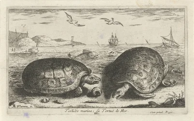 Duas tartarugas na praia
Testudo marina; La Tortuë de Mer (título sobre o objecto)
Peixes e outros animais marinhos - água salgada segunda série (título da série)
Poissons de mer (título da série)