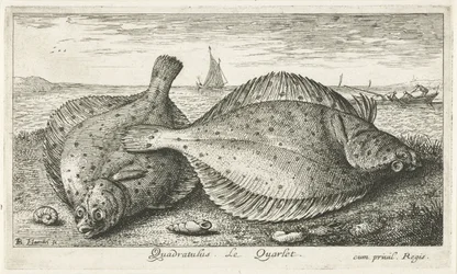 Dois solha na praia Quadratulus. LeQuarlet. (título no objeto) Peixes e outras criaturas marinhas - terceira série de água salgada (título da série) Poissons de mer (título da série)