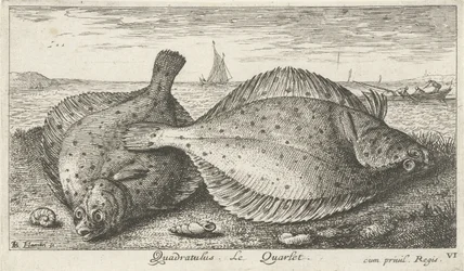 Duas solhas na praia
Quadratulus. Le Quarlet. (título sobre o objecto)
Peixes e outros animais marinhos - terceira série de água salgada (título da série)
Poissons de mer (título da série)