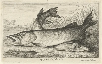 Dois piques na margem do rio Lúcio. Le Brochet. (título no objeto) Peixes e outras criaturas marinhas - primeira série de água doce (título da série) Diverse Especes de Poissons d