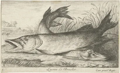 Dois lúcios na margem de um rio
Lucius. Le Brochet (título sobre o objecto).
Peixes e outros animais marinhos - primeira série de água doce (título da série)
Diverses Especes de Poissons d