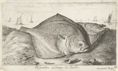 Dois pregados na praia
Rhombus acleatus. Le Turbot. (título sobre o objecto)
Peixes e outros animais marinhos - terceira série de água salgada (título da série)
Poissons de mer (título da série)
