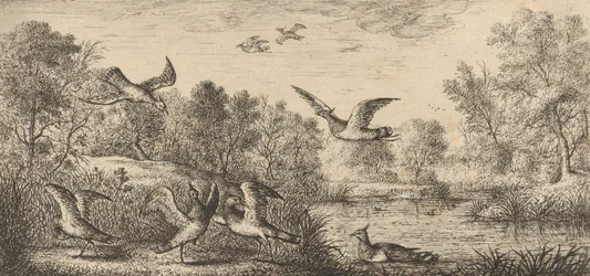 Vanellus, Vanneau O Abibe: Livre d