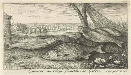 Quatro frentes brancas perto de uma rede de pesca
Leuciscus siue Mugil fluuiatilus. Le Gardon. (título sobre o objecto)
Peixes e outros animais marinhos - primeira série de água doce (título da série)
Diverses Especes de Poissons d