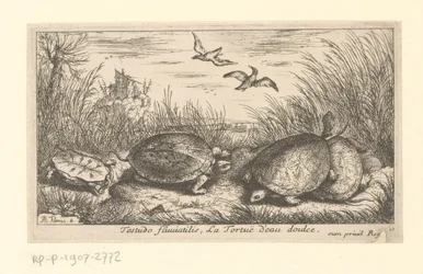 Quatro tartarugas de água doce entre grama e juncos Testudo fluviatilis, La Tortuë d