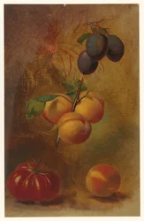 Natureza morta com ameixas, damascos e tomate
