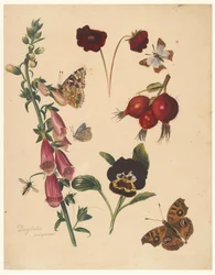 Folha de estudo com flores e borboletas