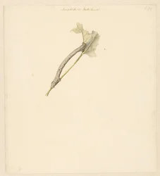 Studieblad com rups, Amphidiasis Betularia