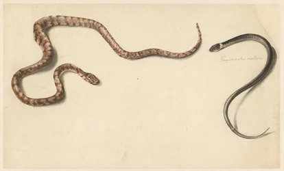 Duas cobras tropicais