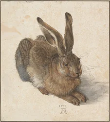 Hare, 1502
