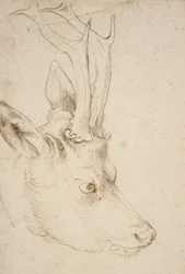 Cabeça de um Roebuck