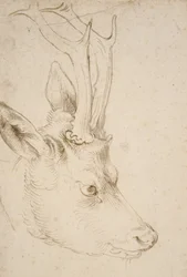 Cabeça de um Roebuck, 1503