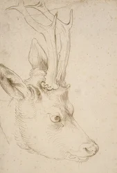Cabeça Roebuck. Por volta de 1503
