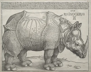 O Rinoceronte