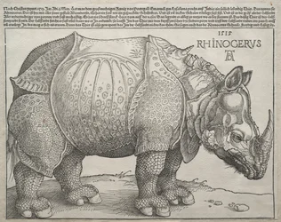 O rinoceronte, 1515