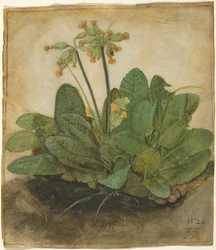 Tufo de prímulas