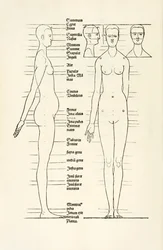 Madeira anatômica feminina de 