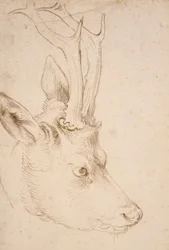 Tete de chevreuil male - Dessin de Albrecht Durer (1471-1528), vers 1503 - Cabeça de Roebuck - Caneta e pincel, tinta cinza e marrom sobre papel de Albrecht Durer (1471-1528), ca1503 - 22,8x15,3 cm - Museu de Arte Nelson-Atkins, Kansas City, Missouri