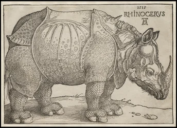 O Rinoceronte, 1515