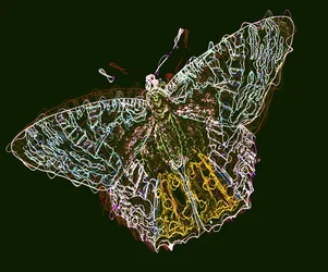 borboleta 6,2020, (mídia mista)