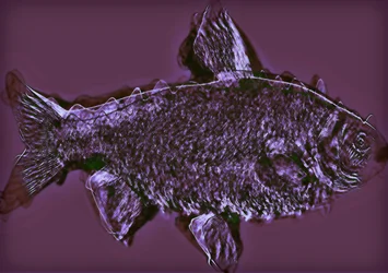 peixe, 2020, (mídia mista)