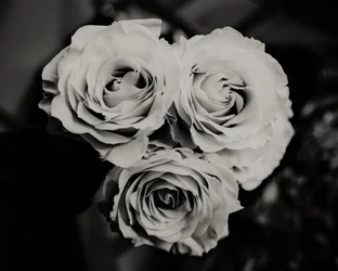 três rosas,2019,(fotografia)