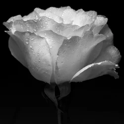 flor branca e água,2019,(fotgrafia)