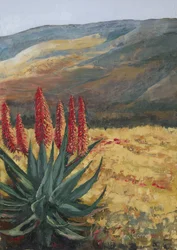 Aloe Vermelho: Flor do Deserto
